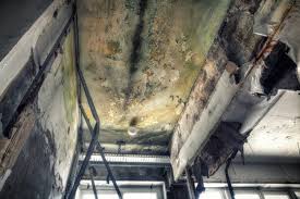 Best Asbestos and Lead Testing During Mold Inspection  in Ecru, MS